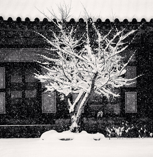 Tree and Slippers, Woljeongsa Temple, Gangwondo, South Korea di Michael Kenna, Fotografia in vendita su Singulart