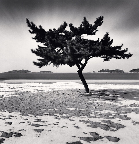Galumlee Beach Tree, Taean, Chungcheongnamdo, South Korea. 2023 di Michael Kenna, Fotografia in vendita su Singulart