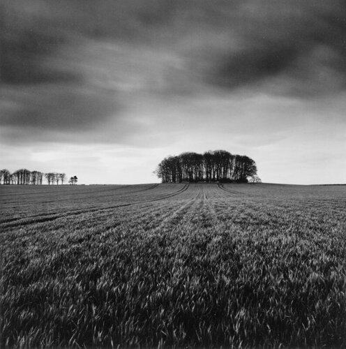 Copse, Great Smeaton, Yorkshire, England di Michael Kenna, Fotografia in vendita su Singulart