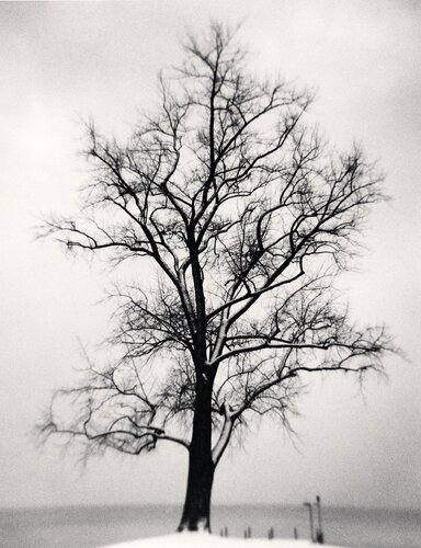 Seefeldquai Tree, Study 1, Zurich, Switzerland di Michael Kenna, Fotografia in vendita su Singulart
