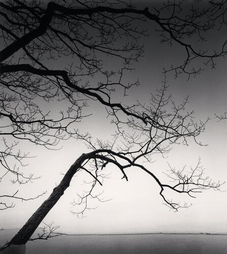 Eloquent Trees, Kussharo Lake, Hokkaido, Japan di Michael Kenna, Fotografia in vendita su Singulart