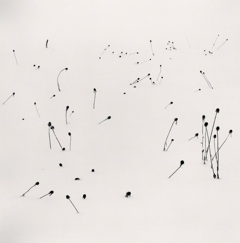 Flowers in Winter, Sanai, Hokkaido, Japan di Michael Kenna, Fotografia in vendita su Singulart