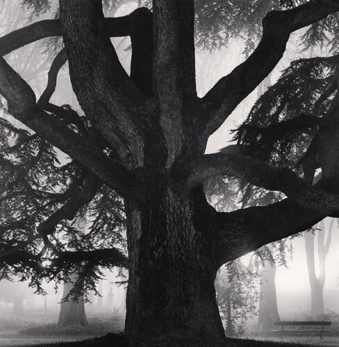 Giant Tree, Giardini Pubblici, Reggio Emilia, Italy. di Michael Kenna, Fotografia in vendita su Singulart