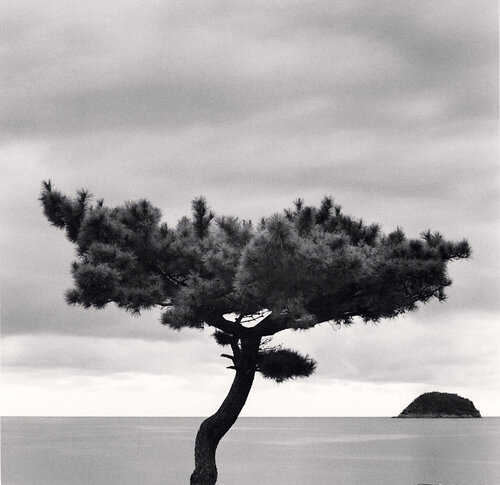 Pine Tree and Nago Island, Tsuda, Shikoku, Japan van Michael Kenna, Fotografie te koop op Singulart