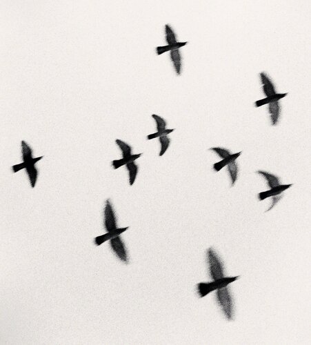 Nine Birds, Izumo Taisha, Honshu, Japan van Michael Kenna, Fotografie te koop op Singulart