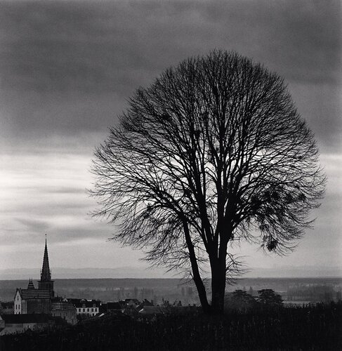 Olivia's Tree, Study 1, Meursault, Bourgogne, France van Michael Kenna, Fotografie te koop op Singulart