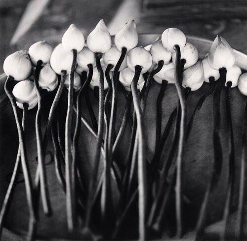 Temple Lotus Flowers, Ayutthaya, Thailand di Michael Kenna, Fotografia in vendita su Singulart