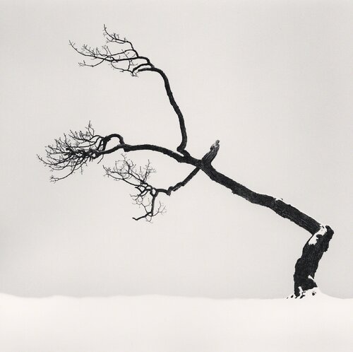 Kussharo Lake Tree, Study 6, Kotan, Hokkaido, Japan di Michael Kenna, Fotografia in vendita su Singulart
