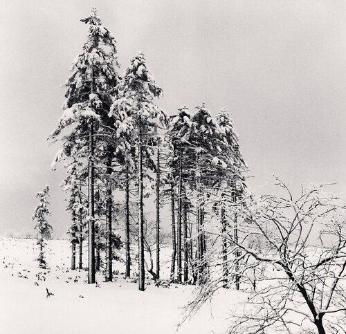Ezo Spruce Trees, Hokkaido, Japan di Michael Kenna, Fotografia in vendita su Singulart