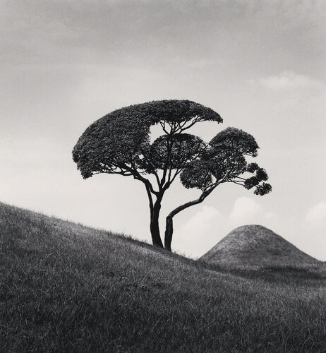 Tree and Mountain, Suizenji Joju-en Garden, Dumamoto, Kyushi, Japan di Michael Kenna, Fotografia in vendita su Singulart