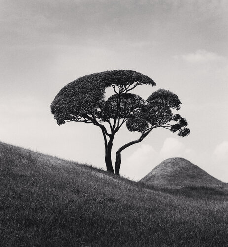 Tree and Mountain, Suizenji Joju-en Garden, Kumamoto, Kyushu, Japan di Michael Kenna, Fotografia in vendita su Singulart