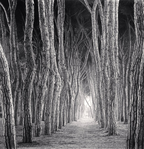 Stone Pine Tunnel, Pineto, Abruzzo, Italy di Michael Kenna, Fotografia in vendita su Singulart
