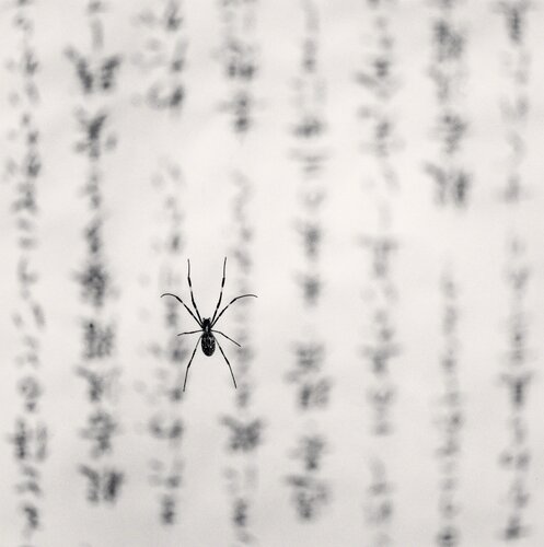Spider & Sacred Text, Study 1, Gokuraku Temple, Shikoku, Japan di Michael Kenna, Fotografia in vendita su Singulart