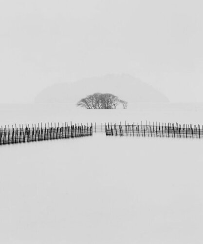 Submerged Trees, Kohoku, Japan di Michael Kenna, Fotografia in vendita su Singulart