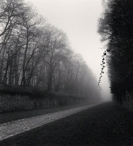 Suspended Vine, Marly, France di Michael Kenna, Fotografia in vendita su Singulart