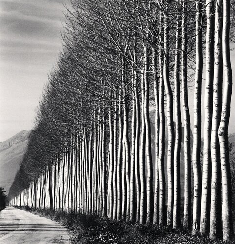 Poplar Trees, Fucino, Abruzzo, Italy di Michael Kenna, Fotografia in vendita su Singulart