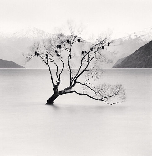 Wanaka Lake Tree, Study 2, Otago, New Zealand di Michael Kenna, Fotografia in vendita su Singulart