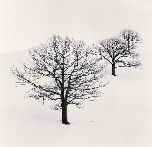 Three Trees in Pasture, Study 2, Hokkaido, Japan di Michael Kenna, Fotografia in vendita su Singulart