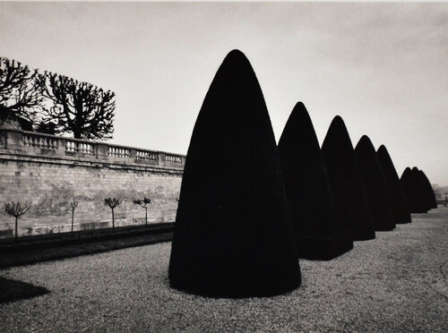 Atgets Bushes, Study 2, Parc St. Cloud, Paris di Michael Kenna, Fotografia in vendita su Singulart