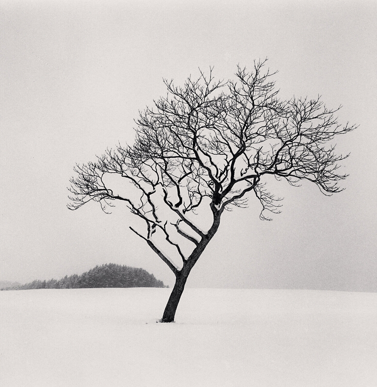 Blackstone Hill Tree, Hokkaido, Japan Michael Kenna