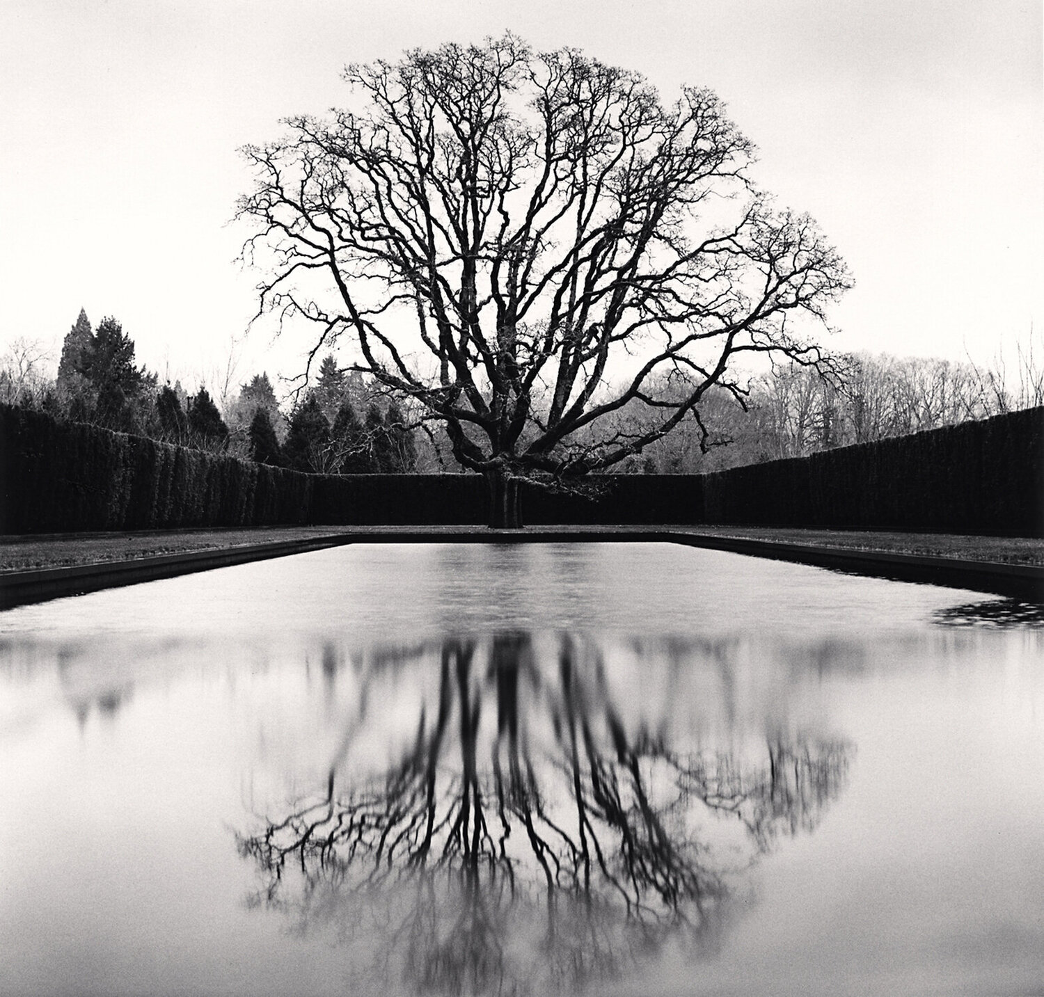 Grandfather Oak, Study 45, Beaverton, Oregon, USA Michael Kenna
