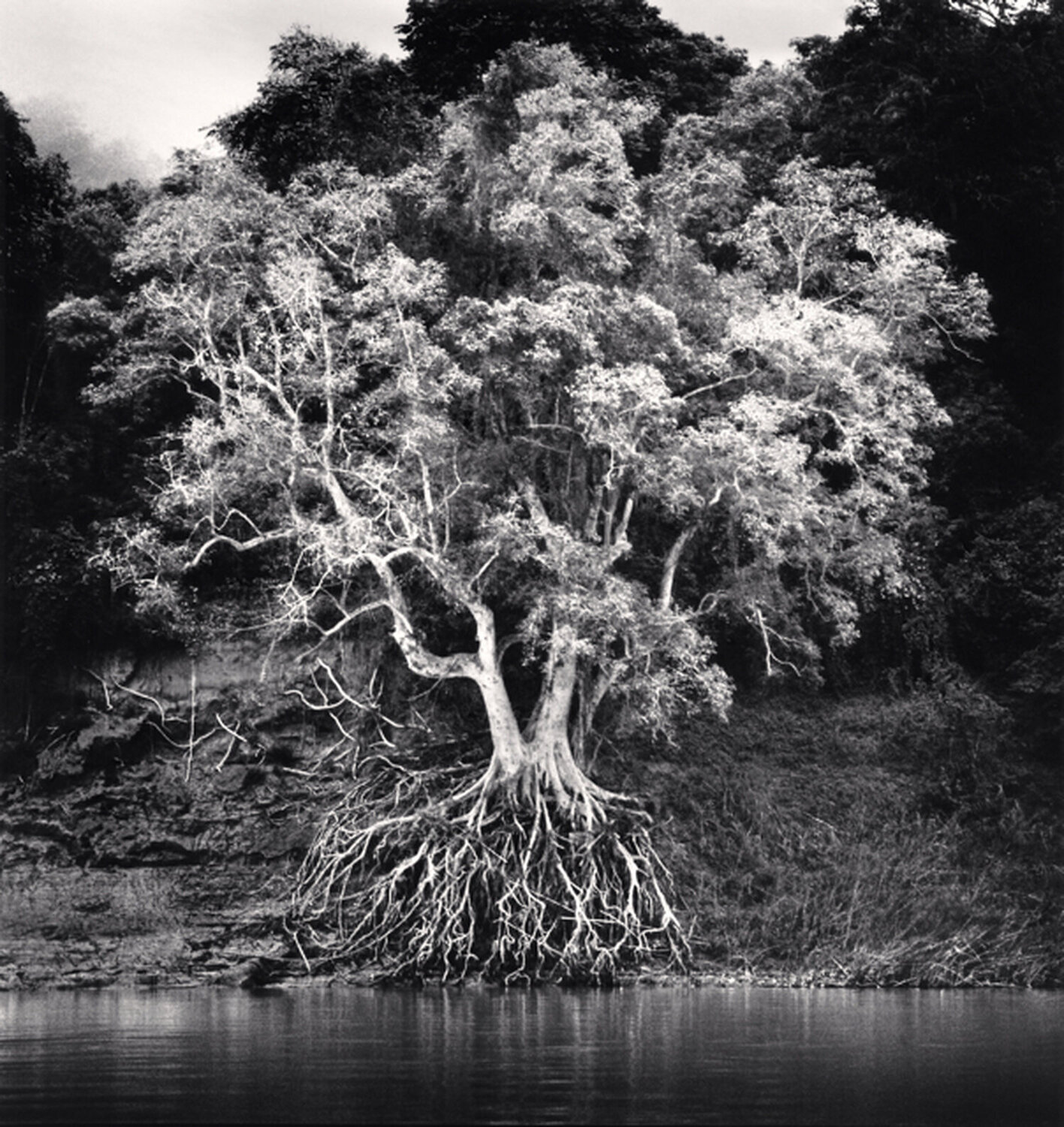 Kokdua Tree and Exposed Roots, Mekong River, Luang Prabang, Laos Michael Kenna Fotografie zu verkaufen