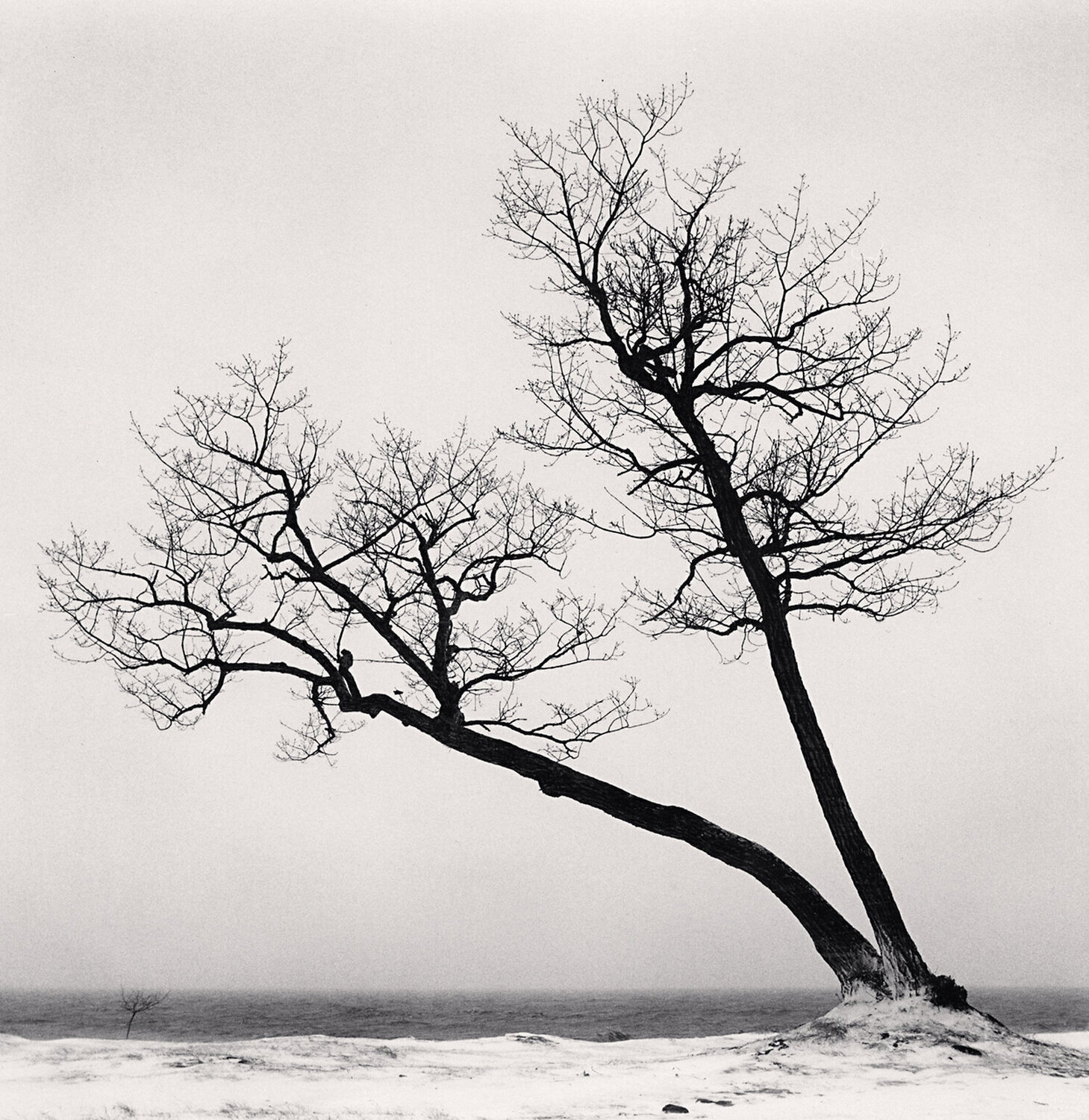 Two Leaning Trees, Study 2, Kussharo Lake, Hokkaido, Japan Michael Kenna Fotografie zu verkaufen