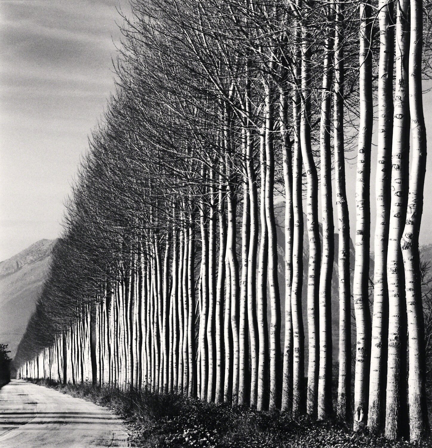 Poplar Trees, Fucino, Abruzzo, Italy Michael Kenna Fotografie zu verkaufen