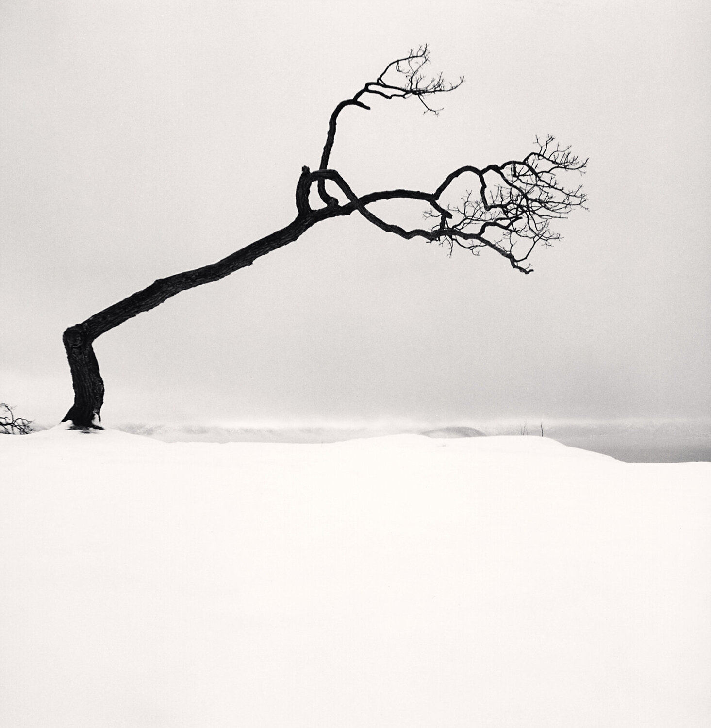 Kussharo Lake Tree, Study 17, Kotan, Hokkaido, Japan Michael Kenna Fotografie zu verkaufen