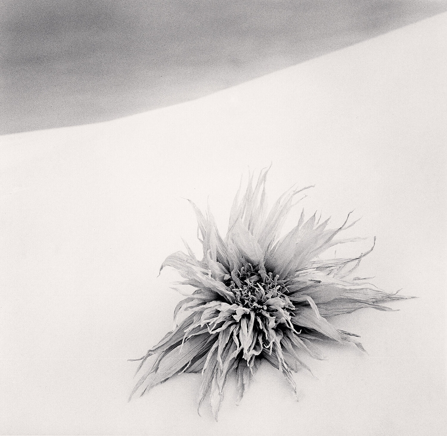 Maki's Washi Flowers, Study 4, Hokkaido, Japan Michael Kenna Fotografie zu verkaufen