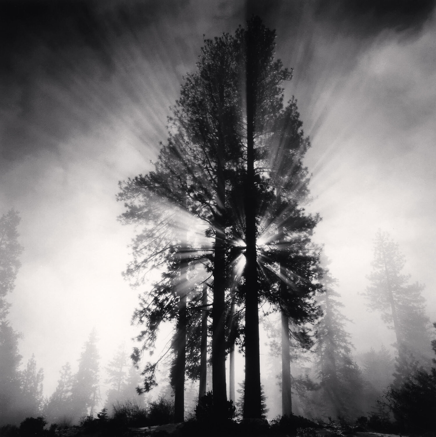 Avenue of Giants, California, USA Michael Kenna Fotografie zu verkaufen