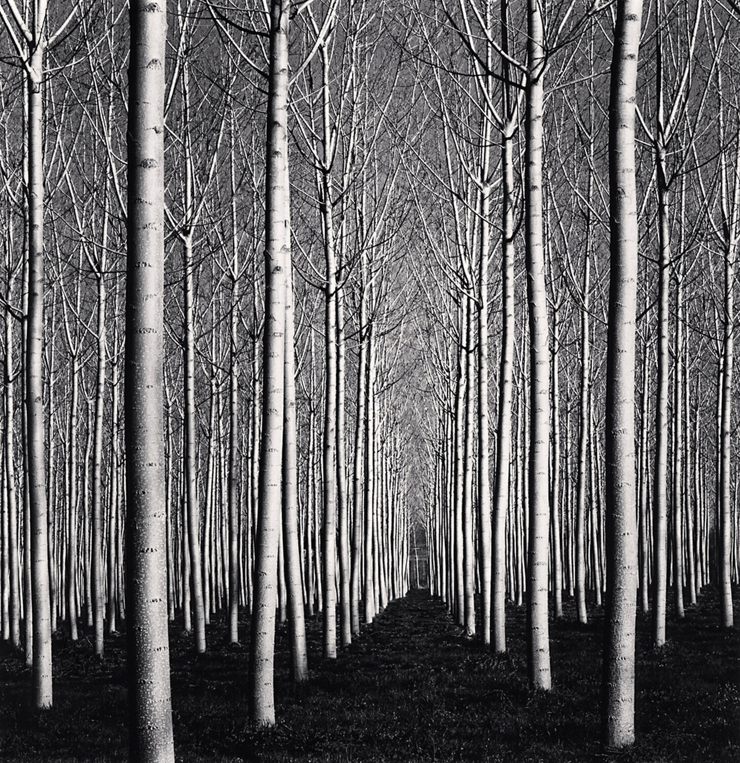 Spring Poplar Trees, Pavia, Italy Michael Kenna