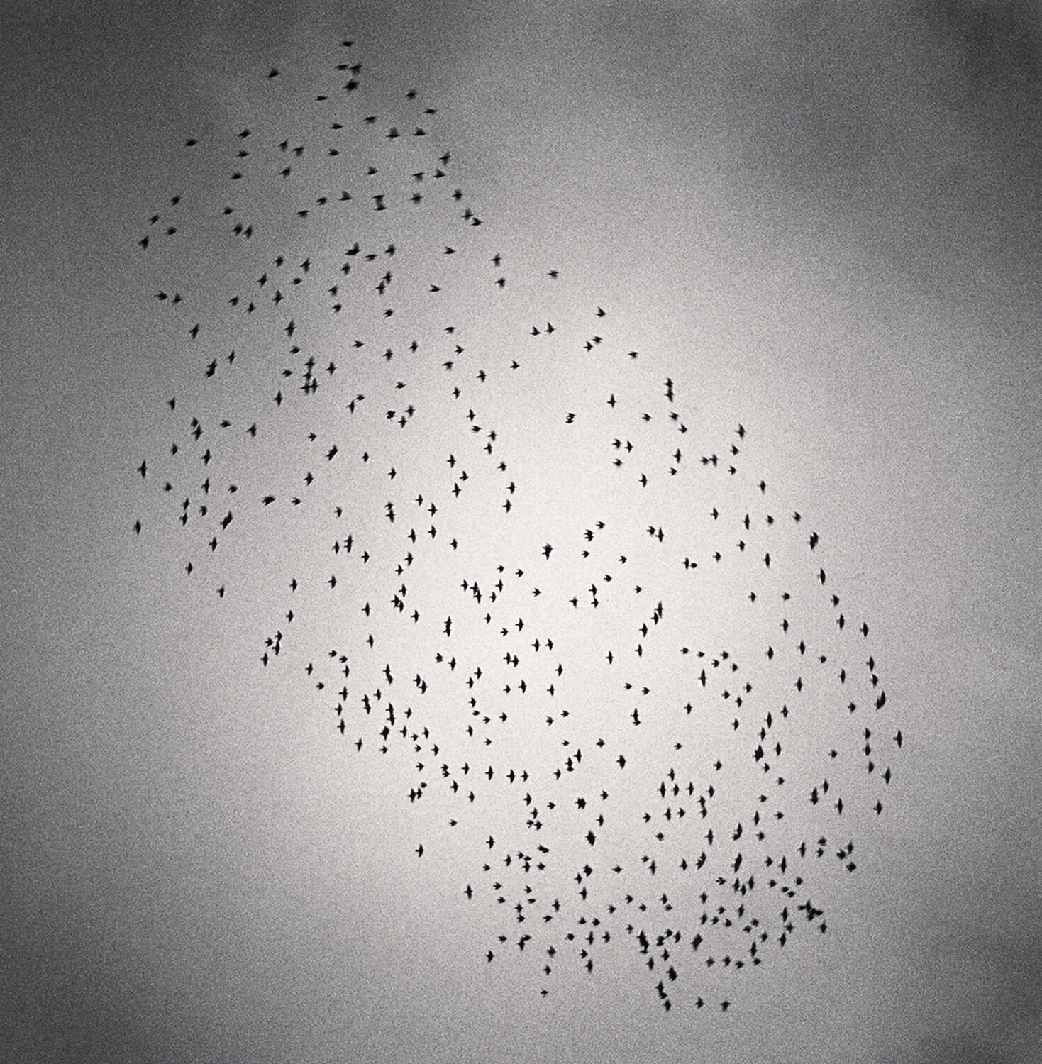 Four Hundred and Seventy Five Birds, Durham, England Michael Kenna