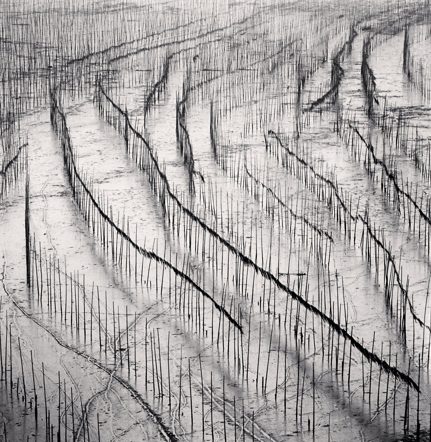 Seaweed Farms, Study 10, Xiapu, Fujian Michael Kenna Fotografie zu verkaufen