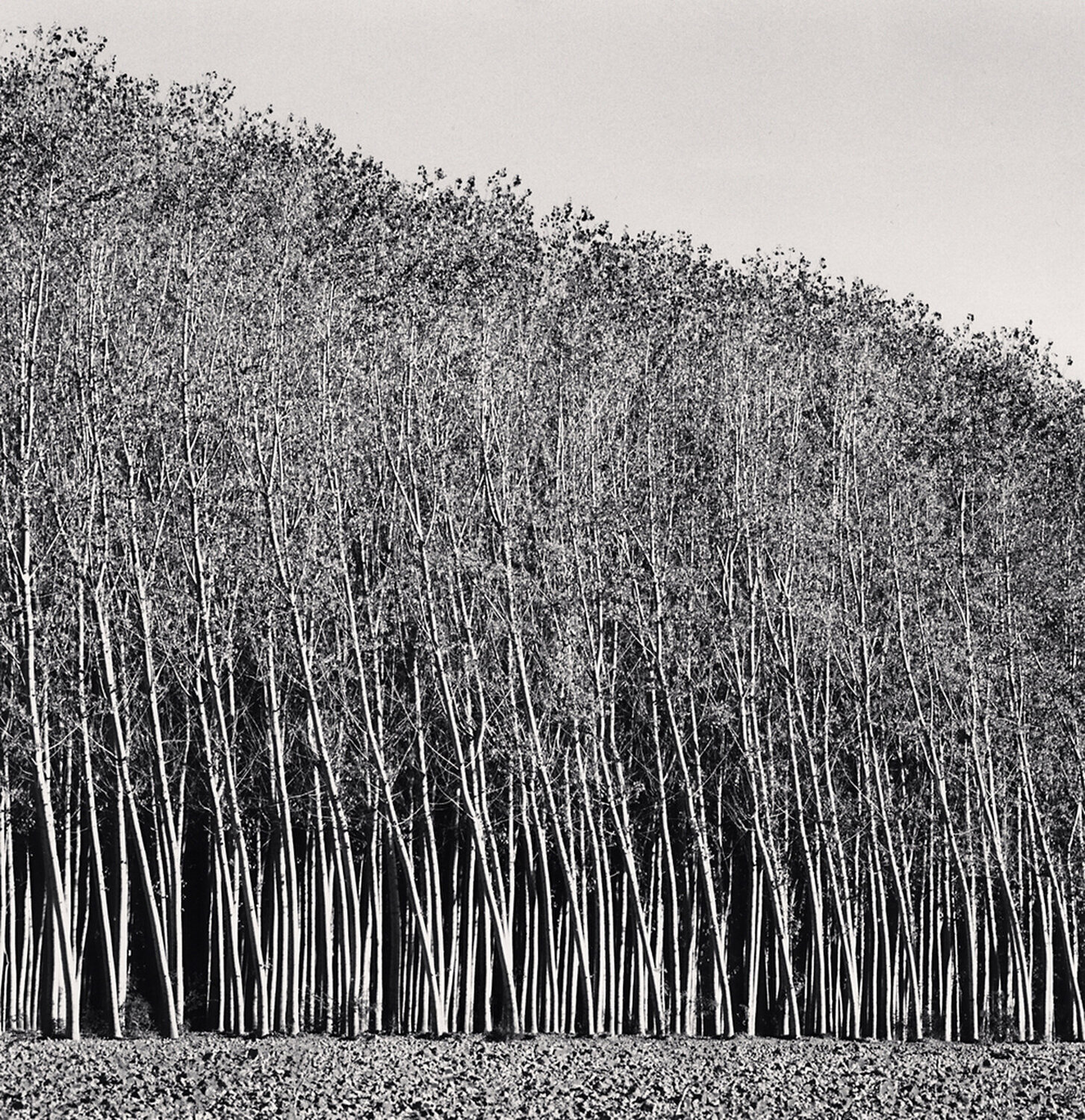 Poplar Forest, Bridge of Beauty, Italy Michael Kenna Fotografie zu verkaufen