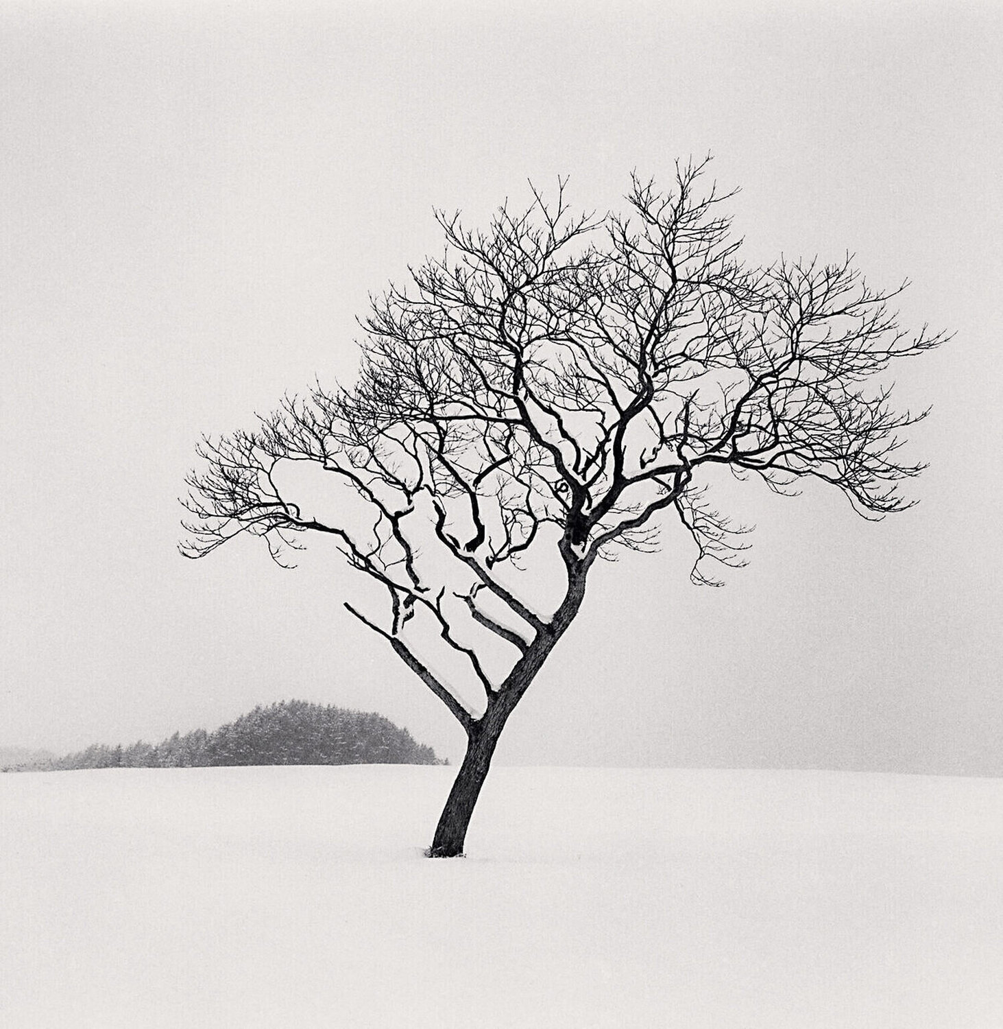 Blackstone Hill Tree, Hokkaido, Japan Michael Kenna