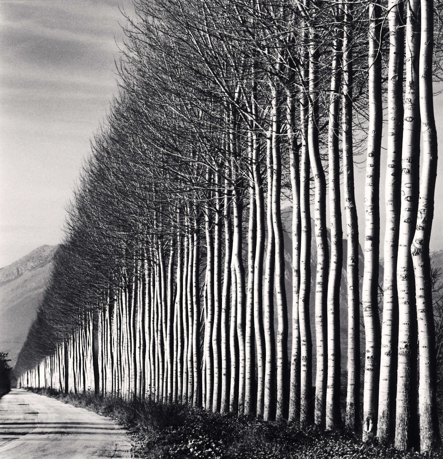 Poplar Trees, Fucino, Abruzzo Michael Kenna