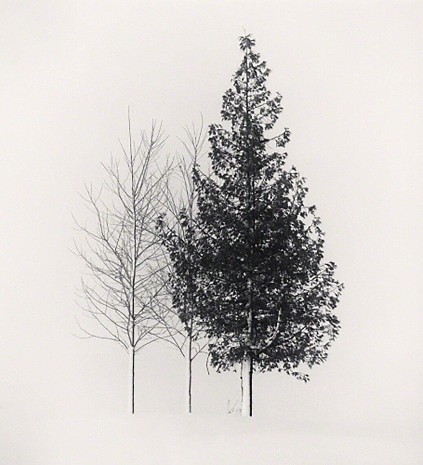 Tree Portrait, Study 4, Wakoto, Hokkaido Michael Kenna