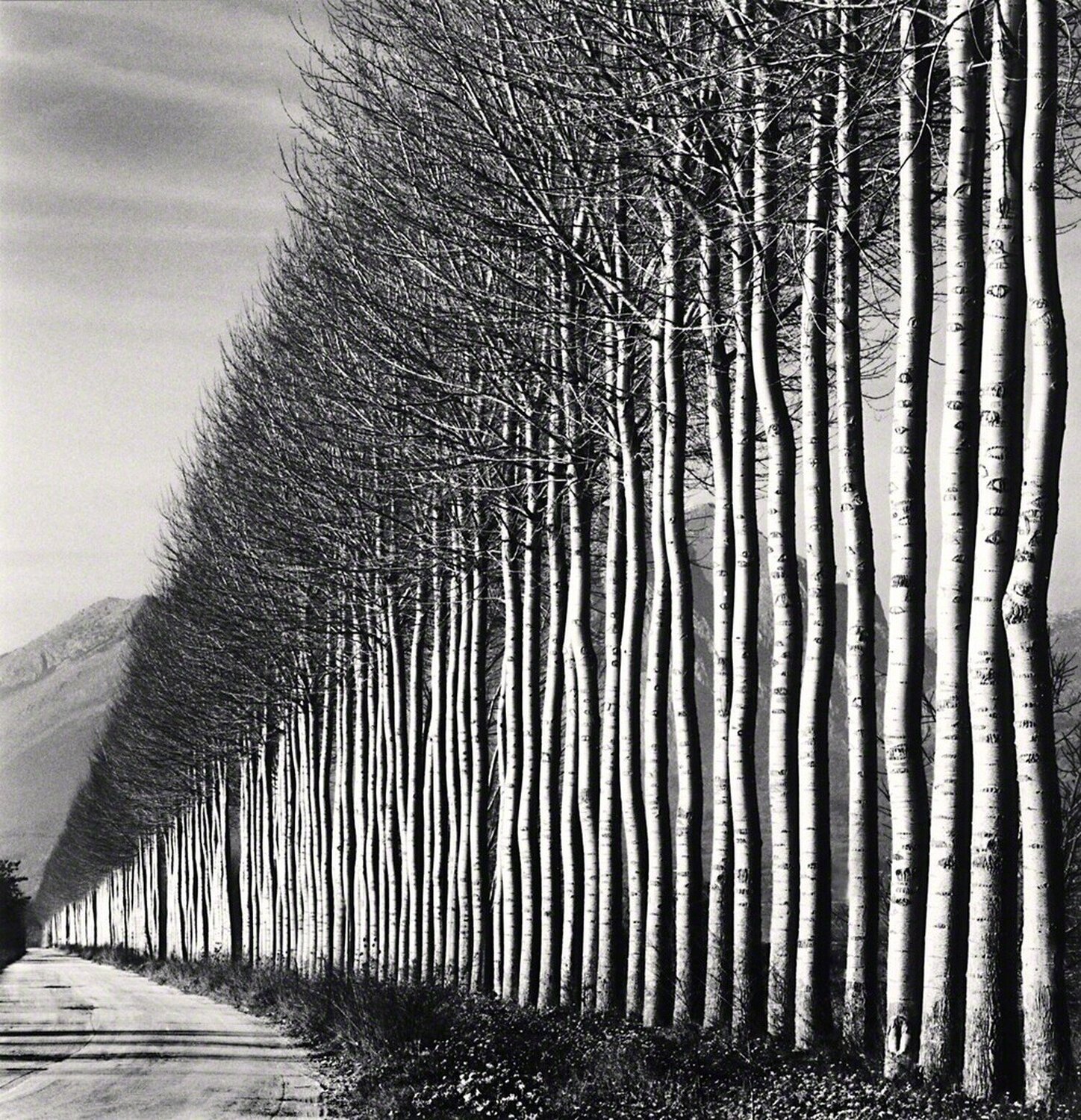 Poplar Trees, Fucino, Abruzzo, Italy Michael Kenna