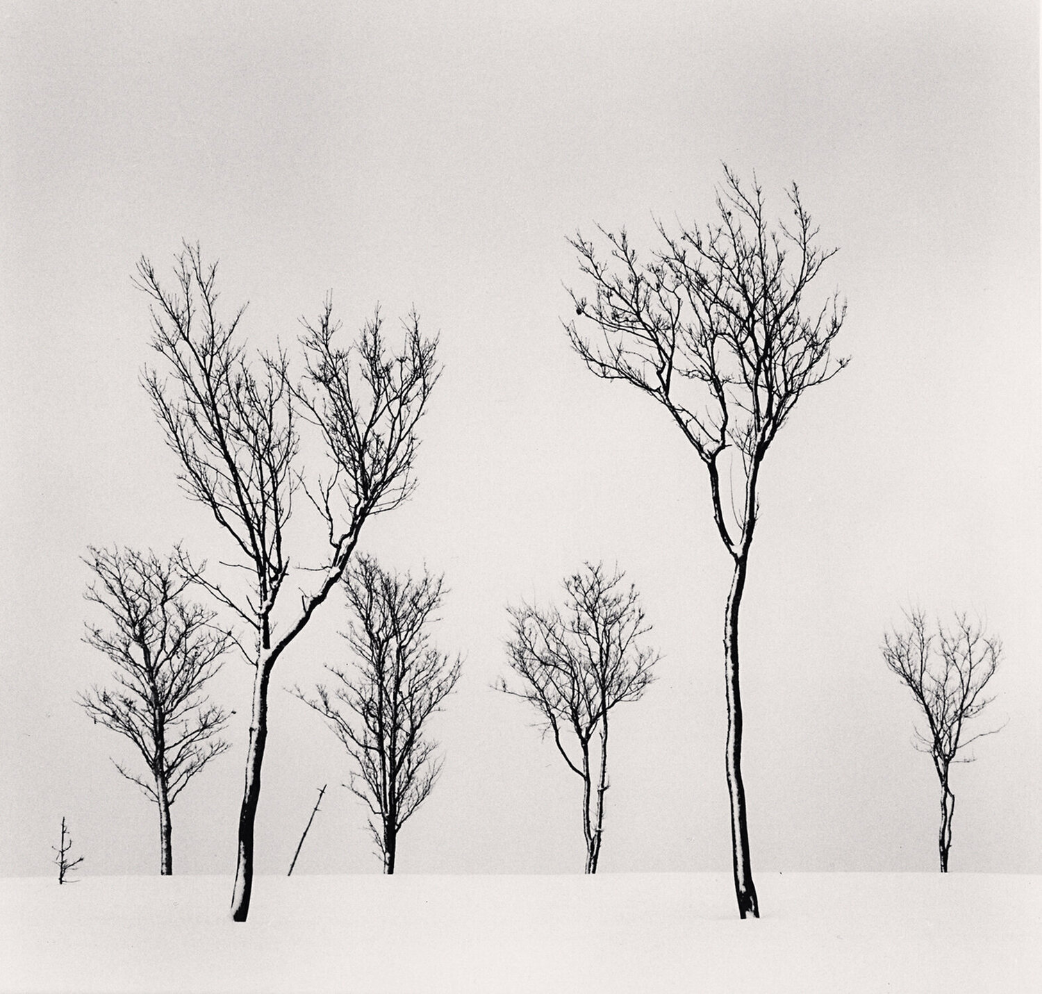 Birch Hill Trees, Hokkaido, Japan Michael Kenna