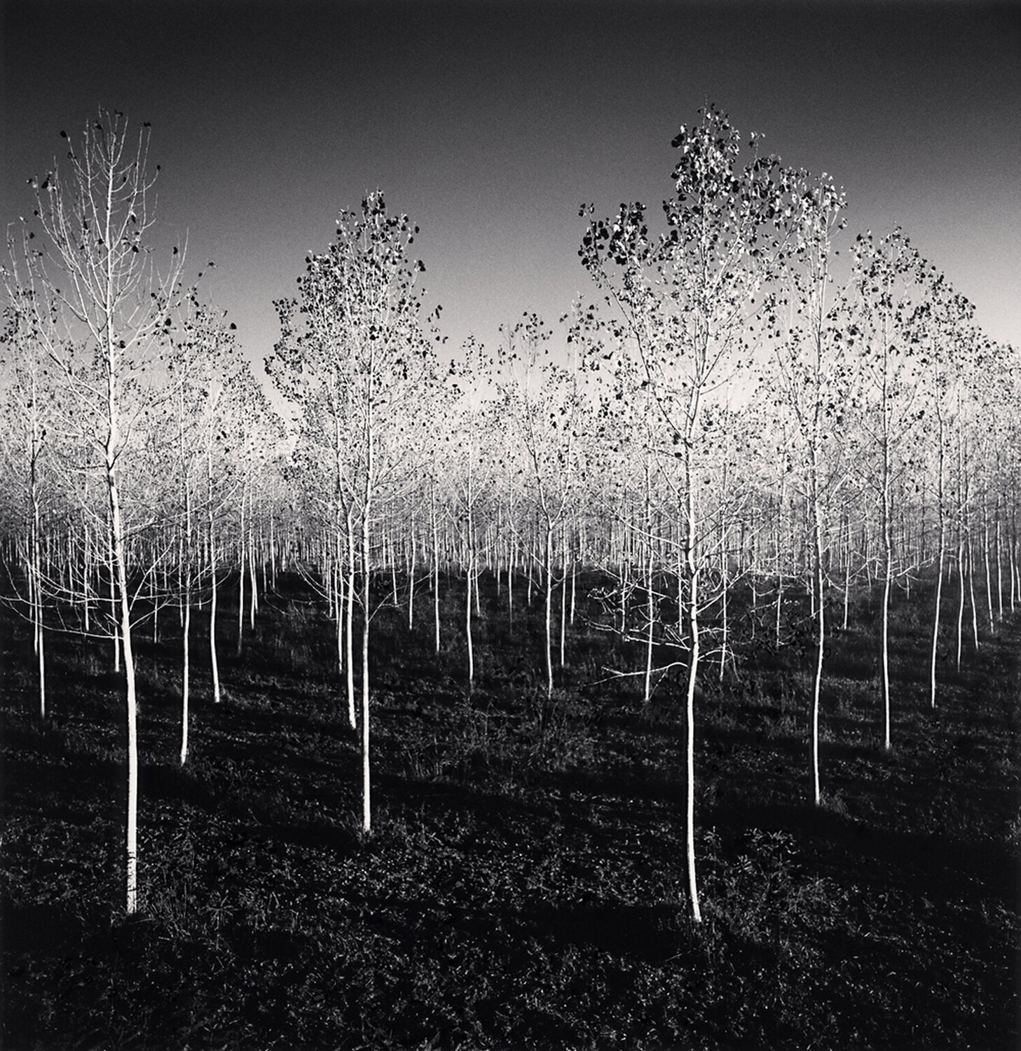 Last Poplar Leaves, Italy Michael Kenna