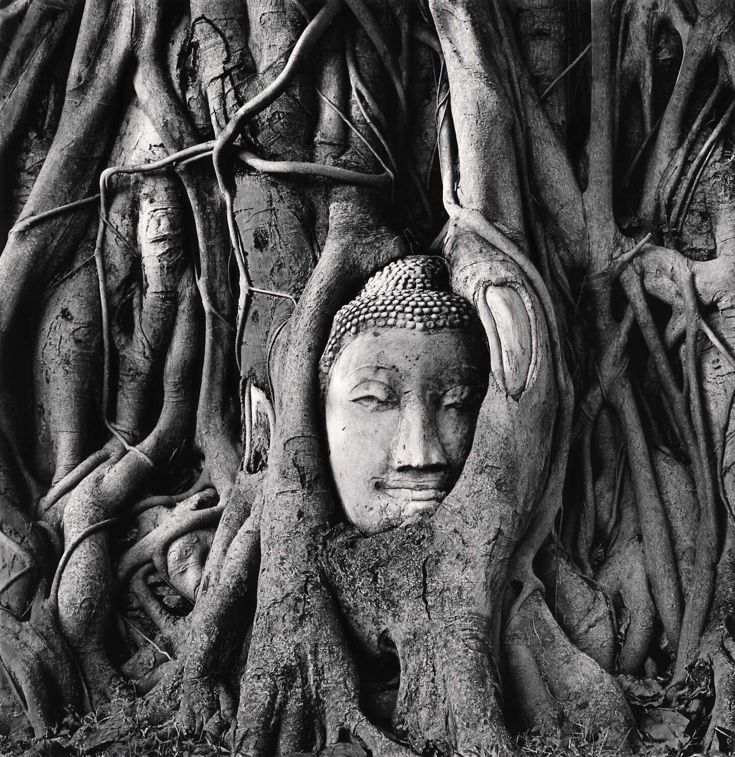 Wat Mahathat Buddha Head, Ayutthaya, Thailand Michael Kenna