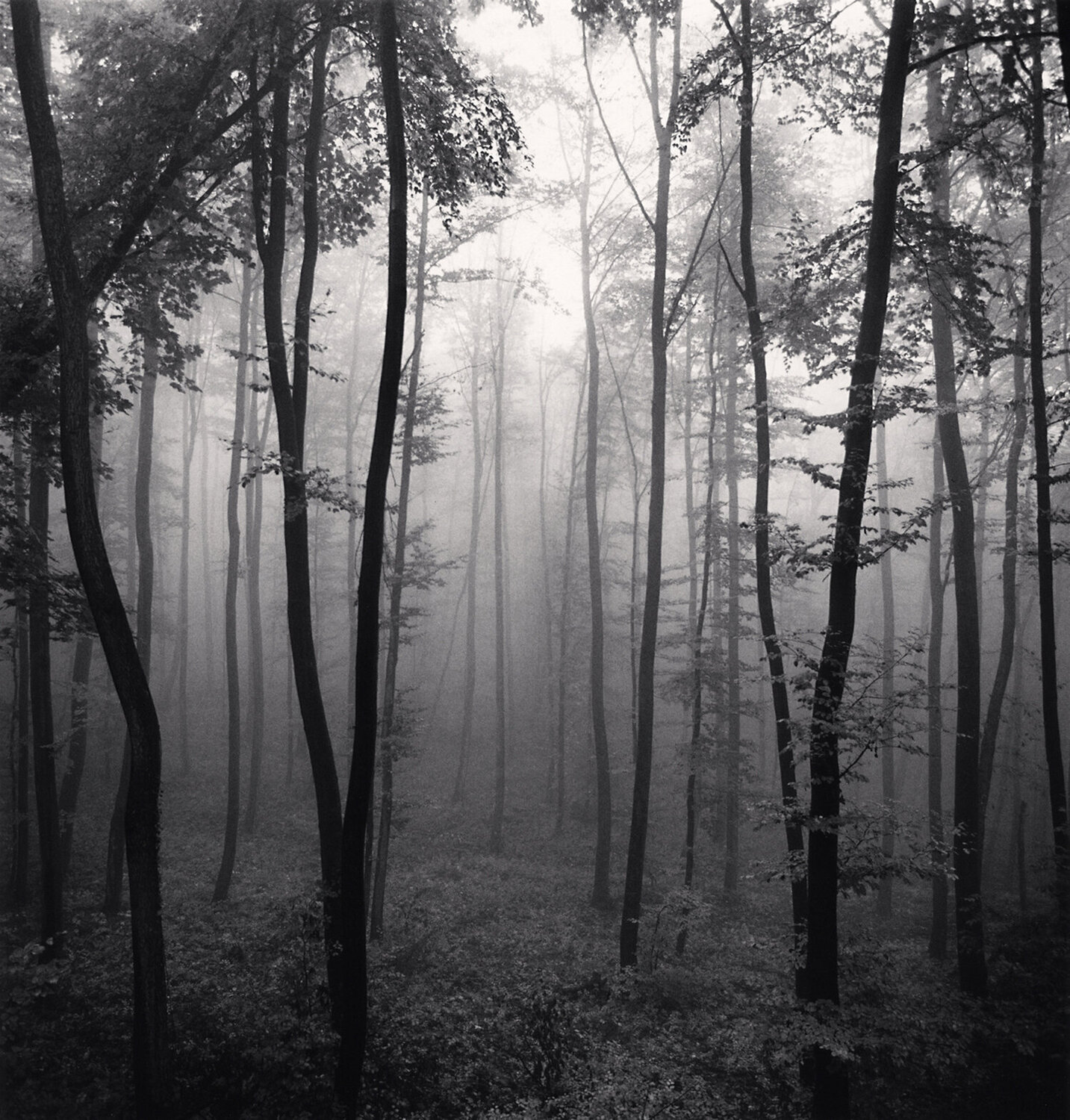 Jura Forest, Dornach, Switzerland Michael Kenna