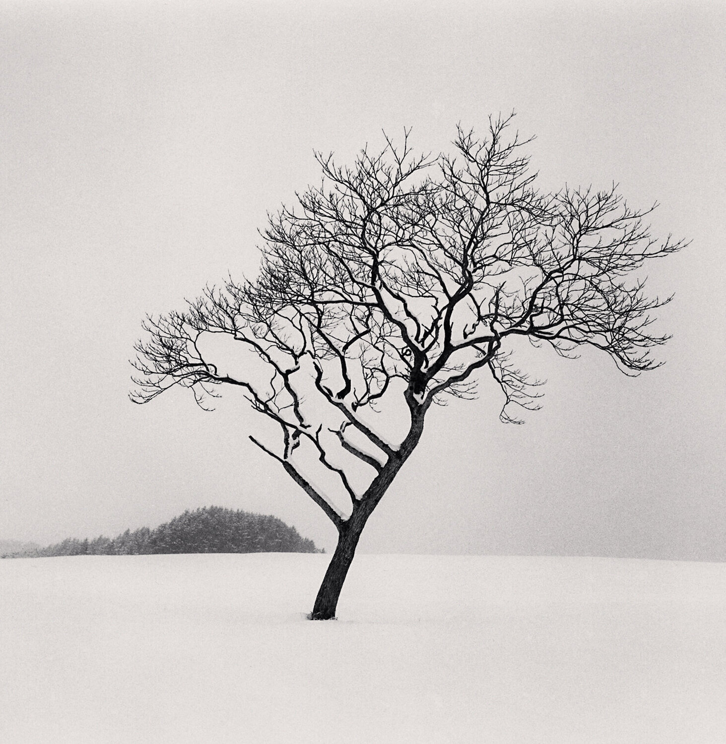 Blackstone Hill Tree, Hokkaido, Japan Michael Kenna
