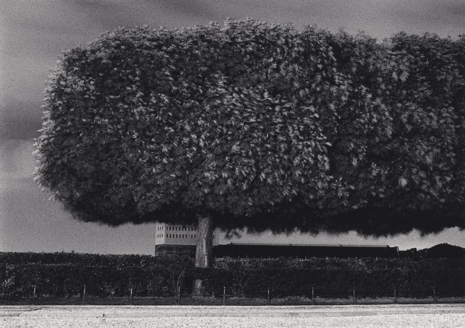 Windy Trees, Paris, France Michael Kenna