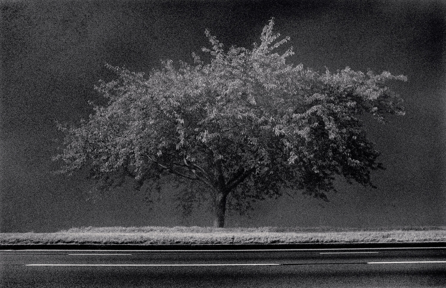 Roadside Tree, Richmond, Surrey, England Michael Kenna