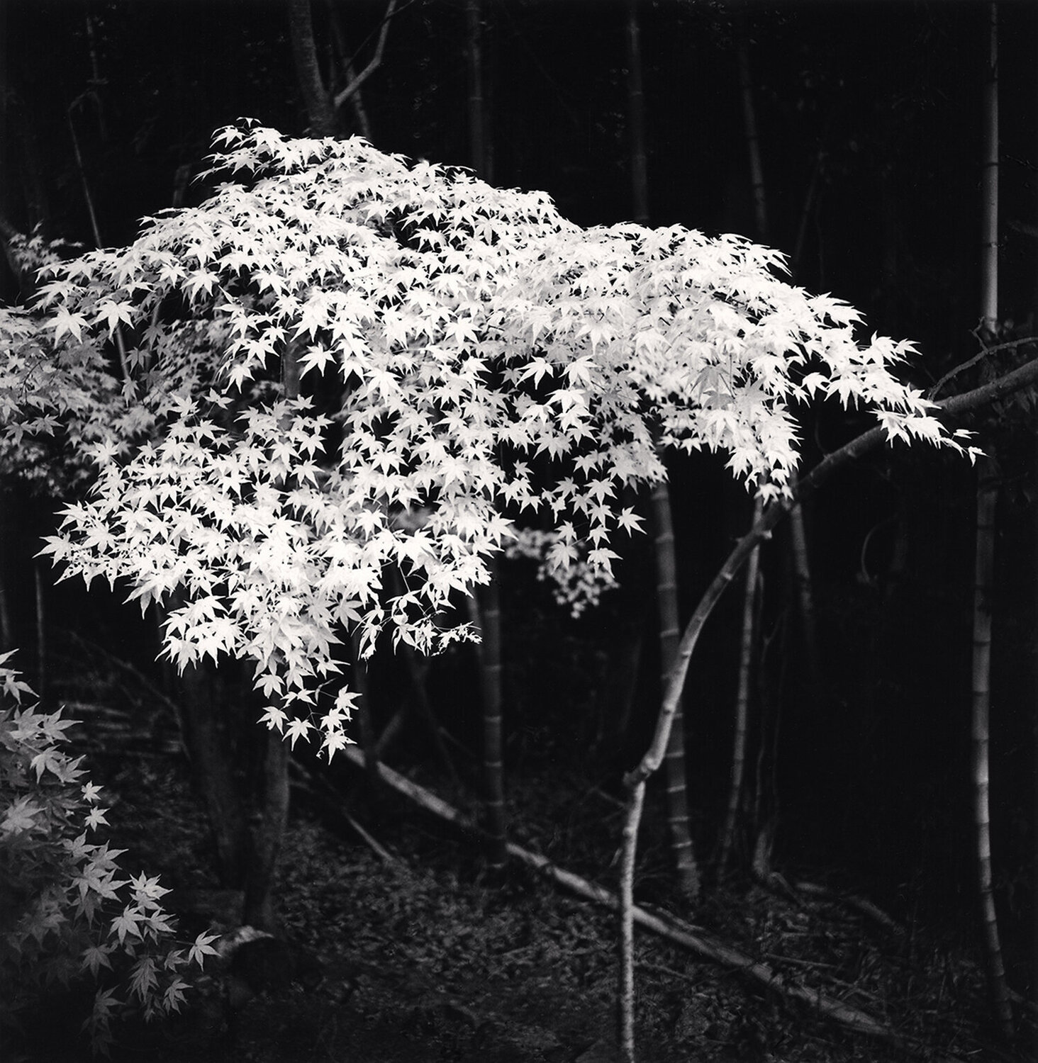 Maple Tree in Autumn, Kyoto, Honshu Michael Kenna