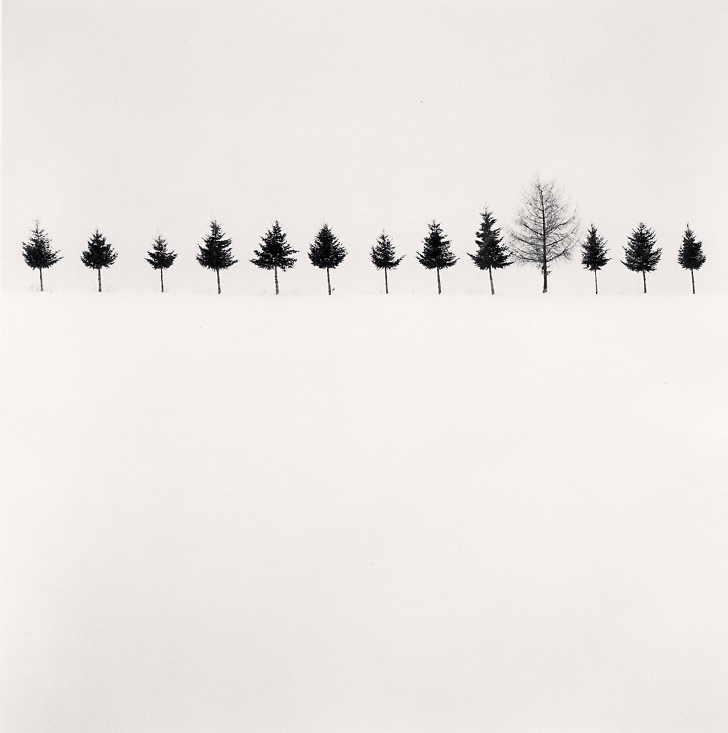Line of Trees, Biei, Hokkaido, Japan Michael Kenna Fotografie zu verkaufen