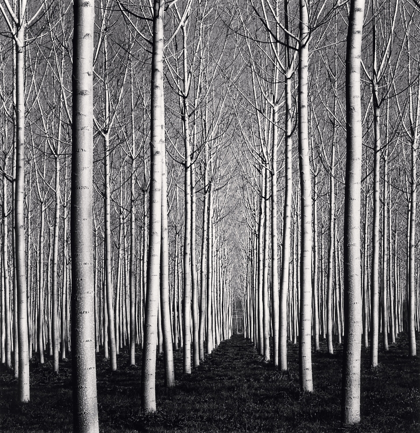 Spring Poplar Trees, Pavia, Italy Michael Kenna
