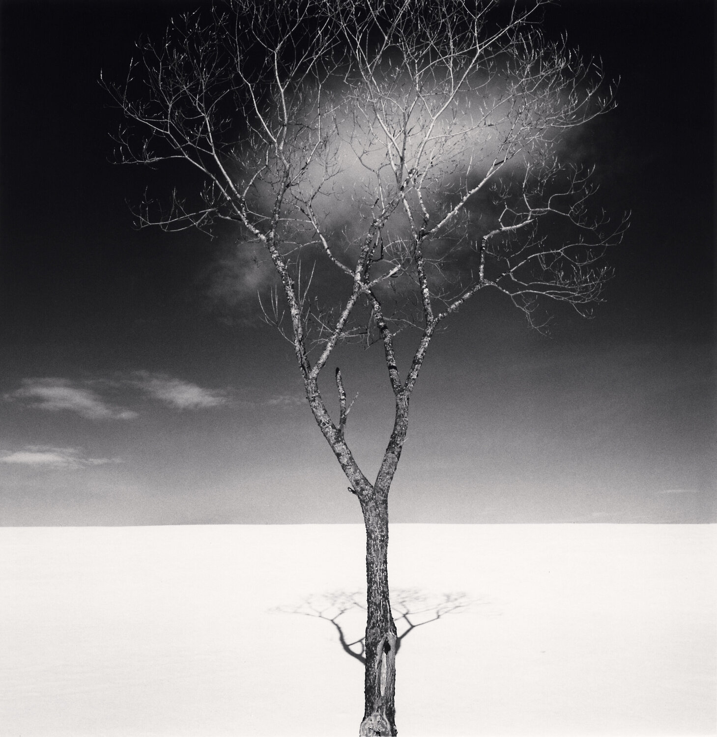 Onishi Tree Shadow, Study 2, Hokkaido, Japan Michael Kenna